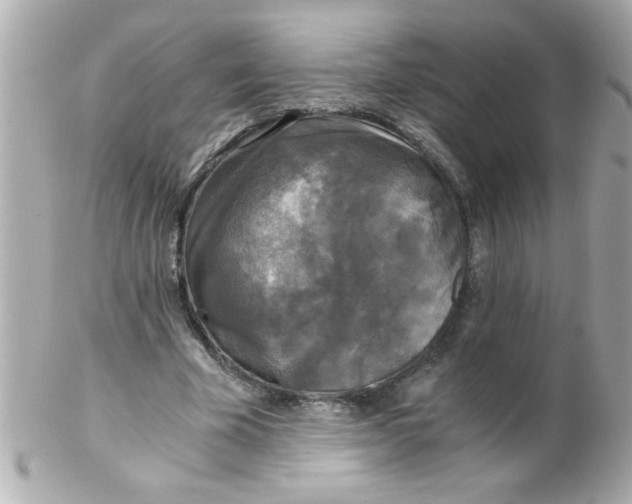 X0000102300585200808152020