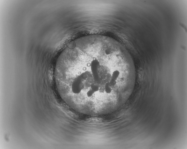 X0000102300691200808152018