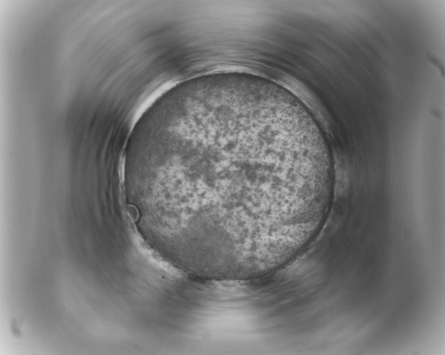 X0000102301198200808152010