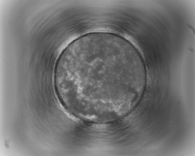 X0000102301237200808152010