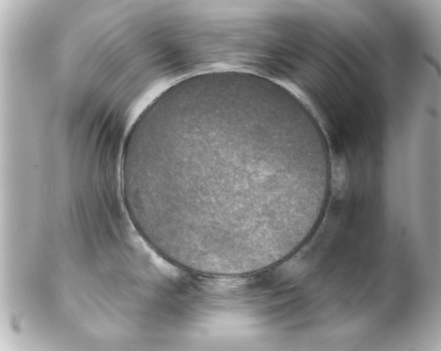X0000102301294200808152009
