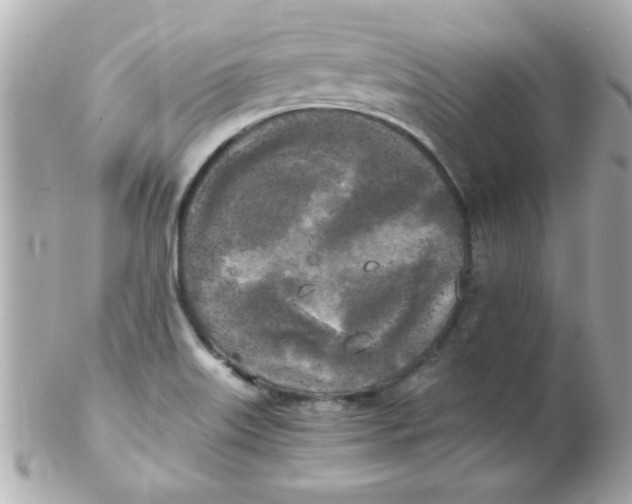 X0000102301515200808152005