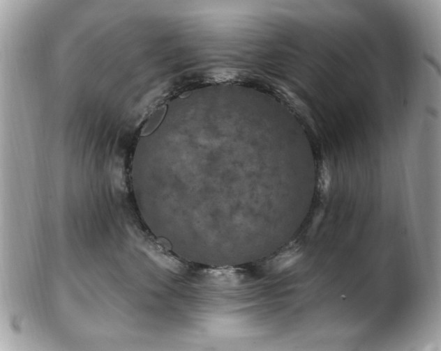 X0000102310524200807251442