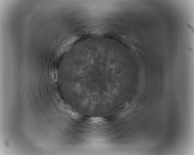 X0000102310528200807251442