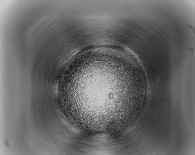 X0000102310065200808011613