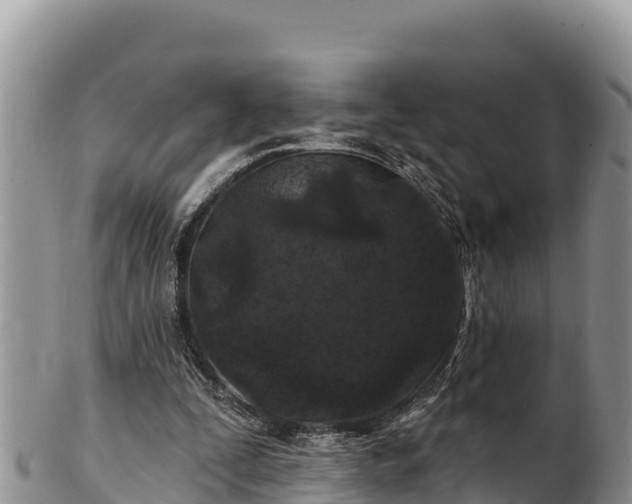 X0000102310295200808011609