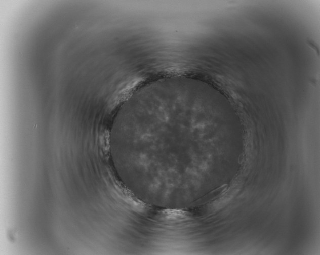 X0000102310528200808011605