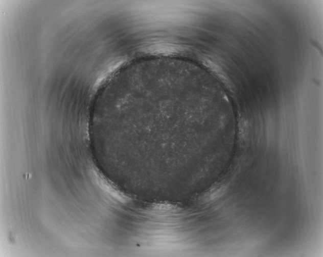 X0000102310399200808152046