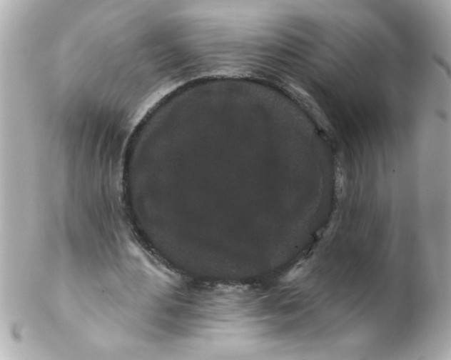 X0000102310484200808152045