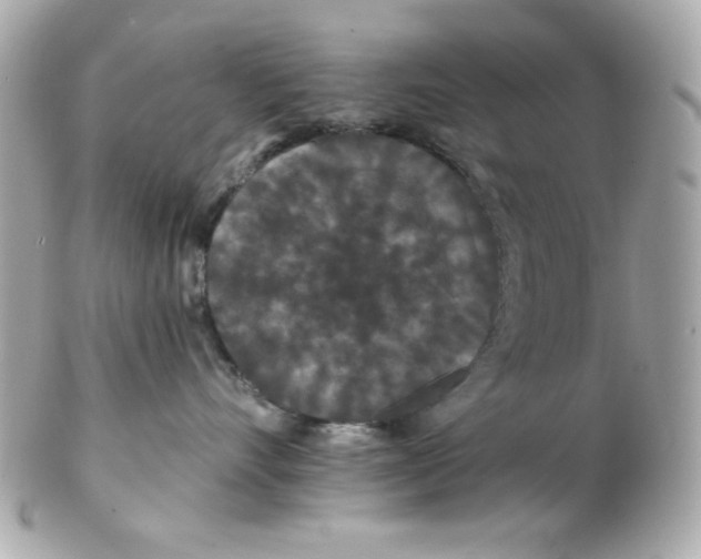 X0000102310528200808152044