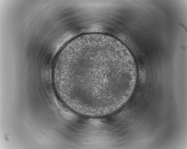 X0000102310534200808152044