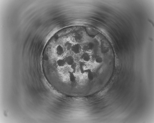 X0000102310899200808152038
