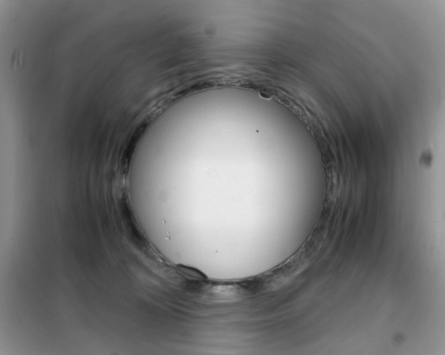 X0000102340324200808010919