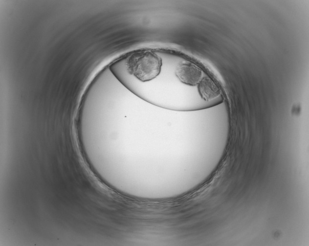 X0000102340895200808010910