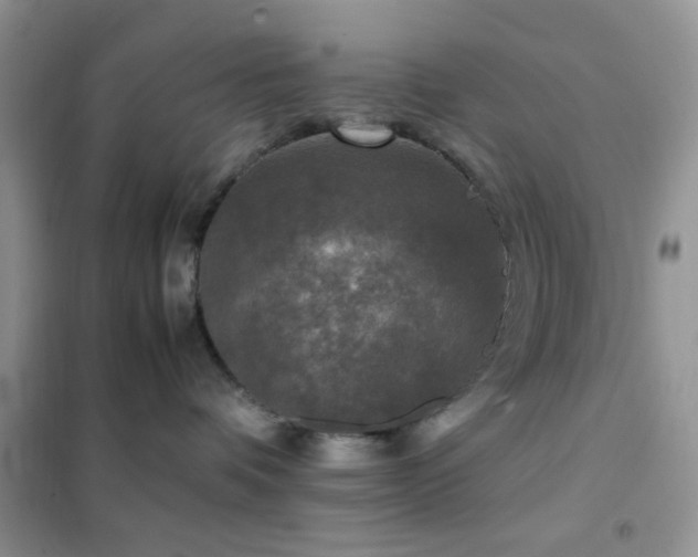 X0000102340336200808011146