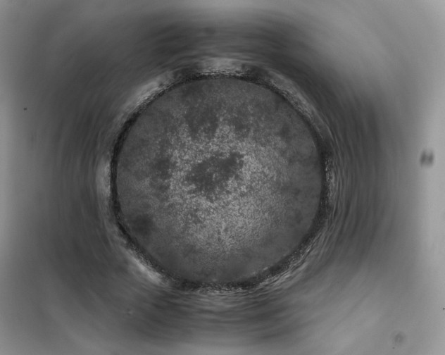 X0000102340729200808011140