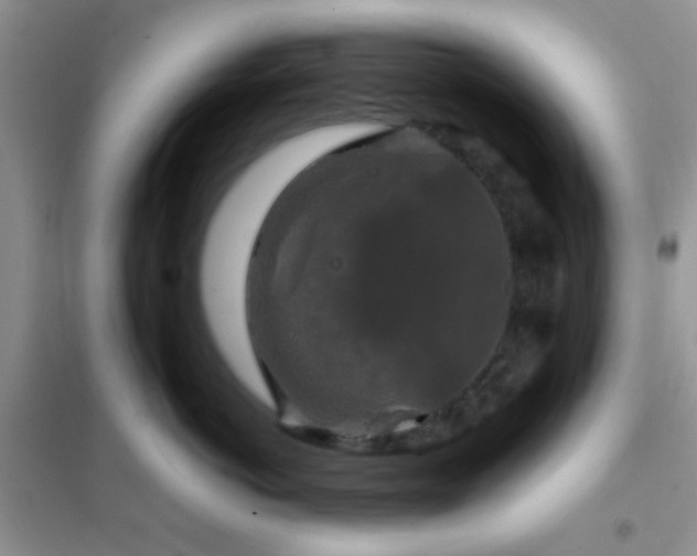 X0000102340766200808011140