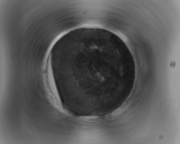 X0000102340864200808011139