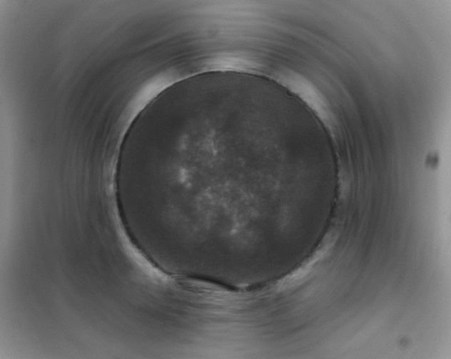 X0000102340946200808011137