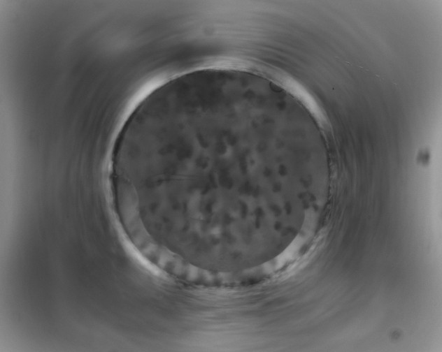 X0000102341095200808011135