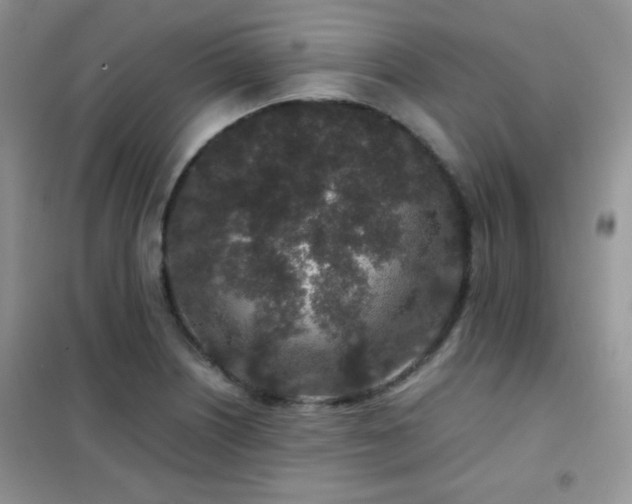 X0000102341226200808011133