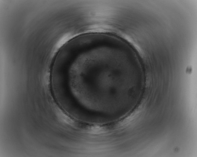 X0000102341459200808011129