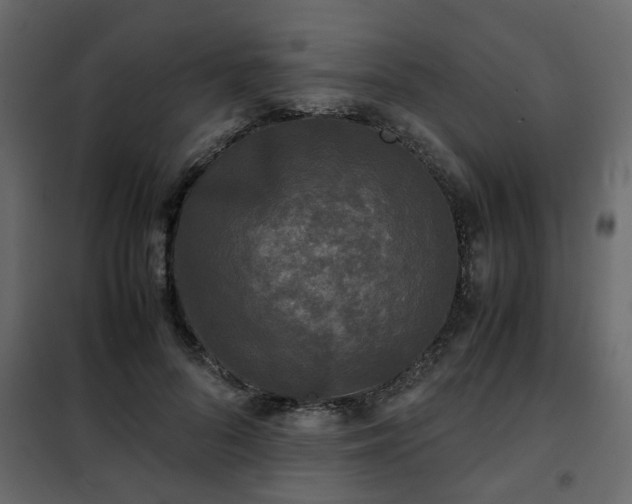 X0000102340696200808081131