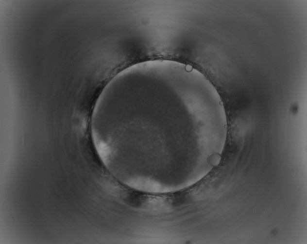 X0000102340709200808081131