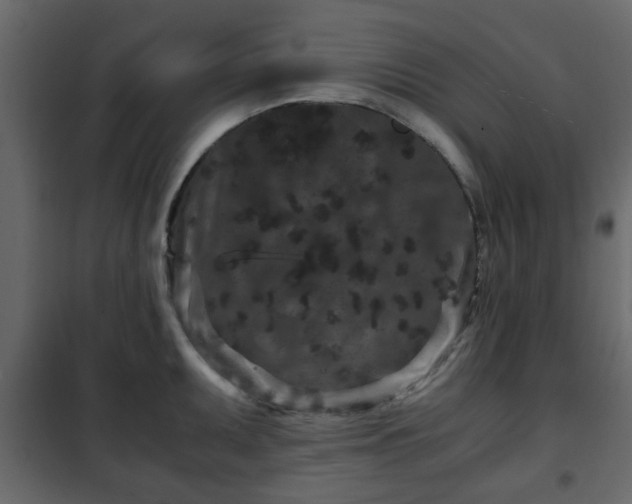 X0000102341095200808081125