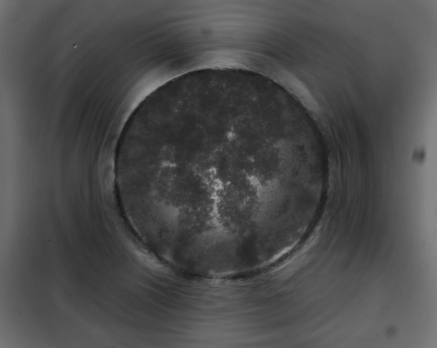 X0000102341226200808081123