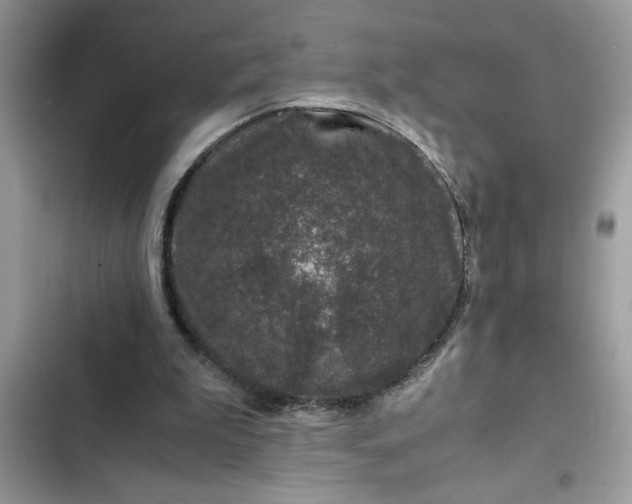 X0000102340199200808151736