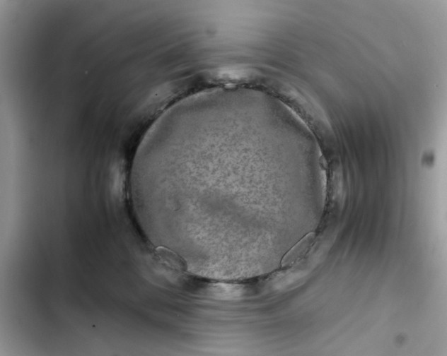 X0000102340328200808151734