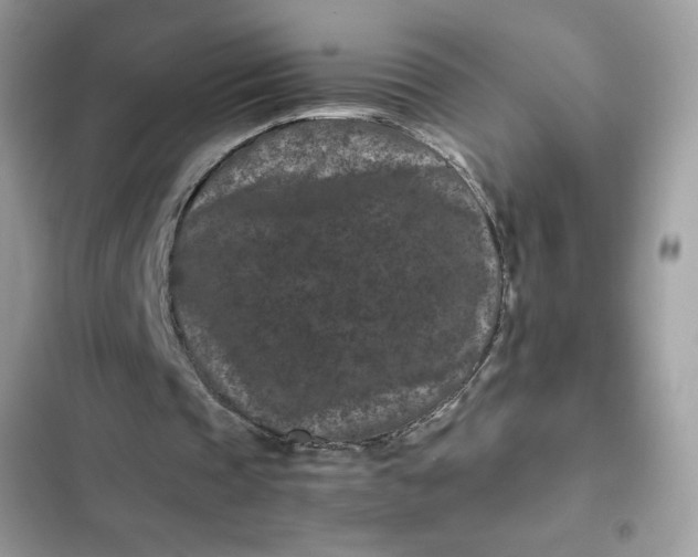 X0000102340337200808151733