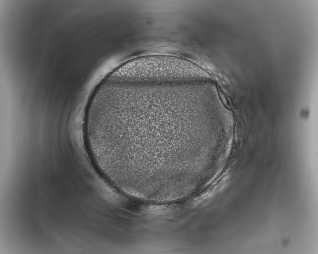 X0000102340341200808151733