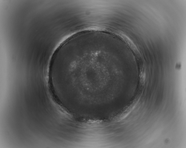 X0000102340484200808151731