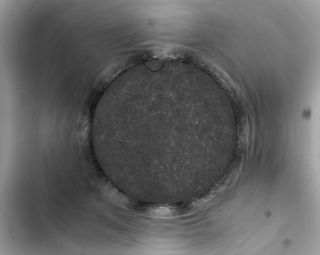 X0000102340513200808151731