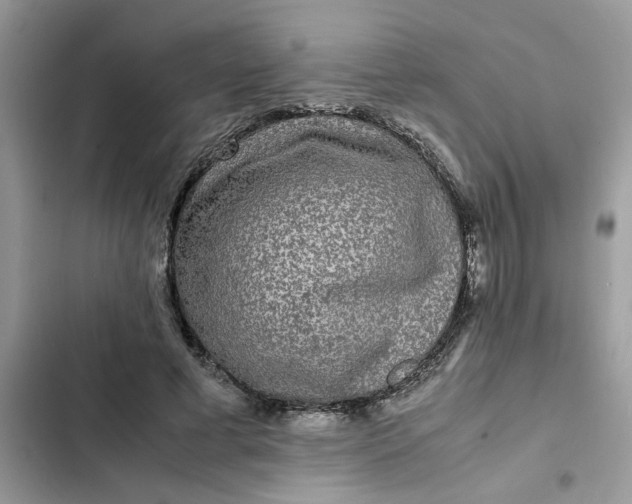 X0000102340593200808151729