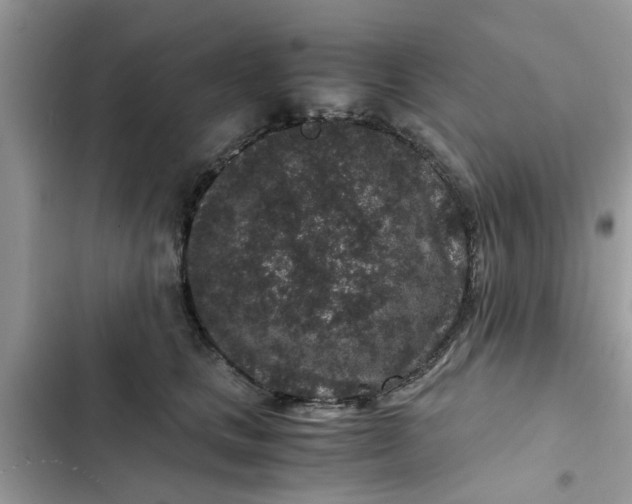 X0000102340661200808151729