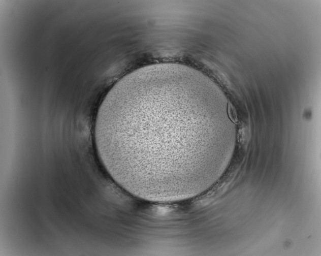 X0000102340662200808151729