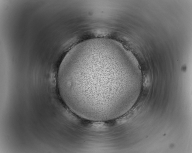 X0000102340666200808151729