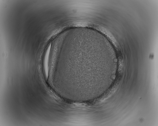 X0000102340681200808151728