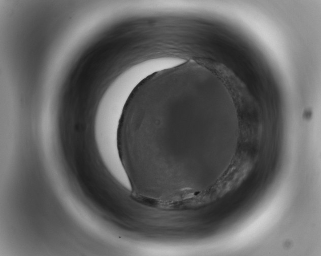 X0000102340766200808151728