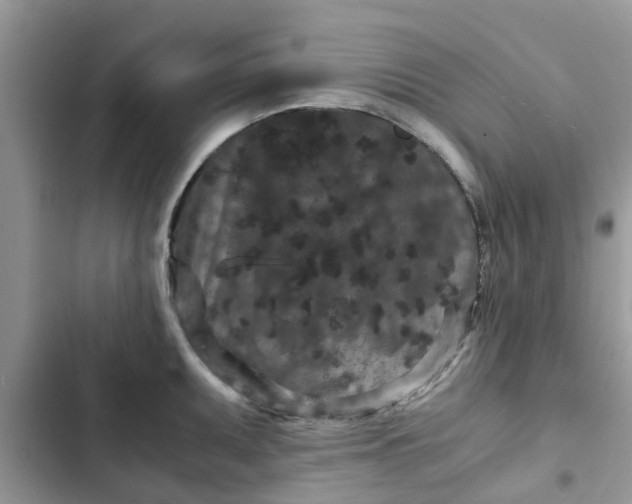 X0000102341095200808151722