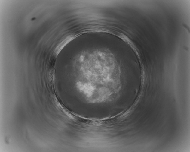 X0000102341385200808221621