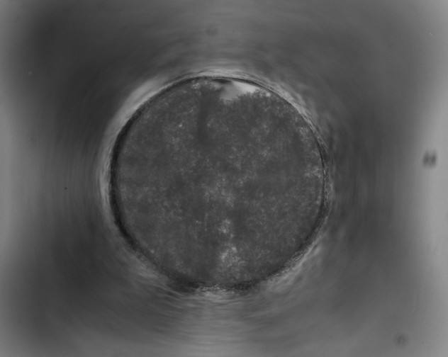 X0000102340199200808291145