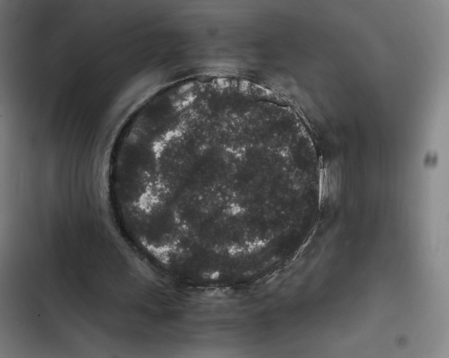 X0000102340243200808291144