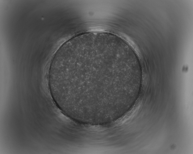 X0000102340385200808291142