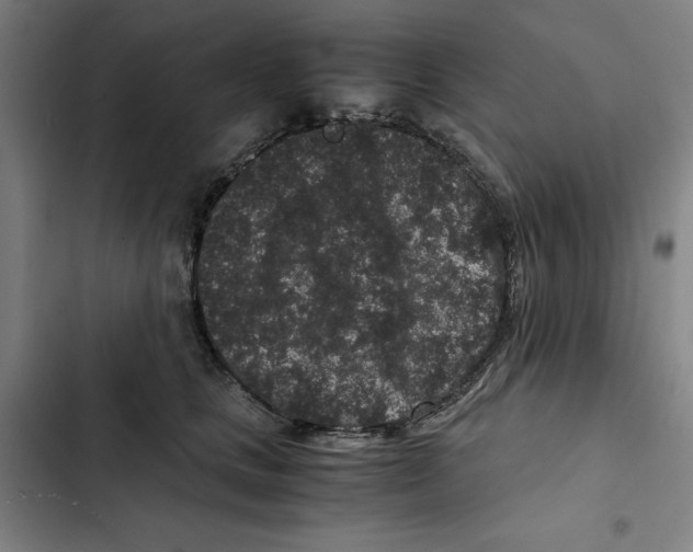 X0000102340661200808291139