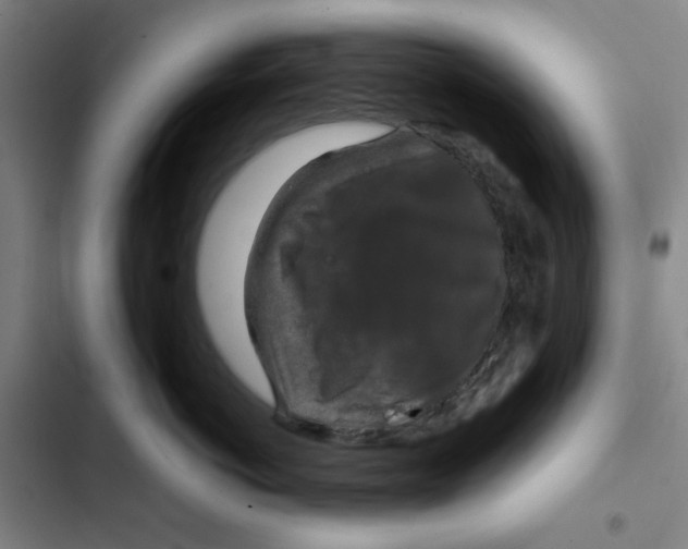 X0000102340766200808291137