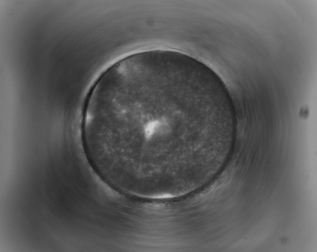 X0000102341508200808291125